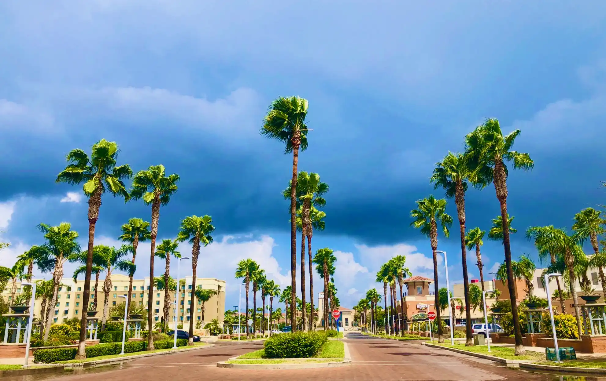Beautiful palm tree-lined street in the Rio Grande Valley