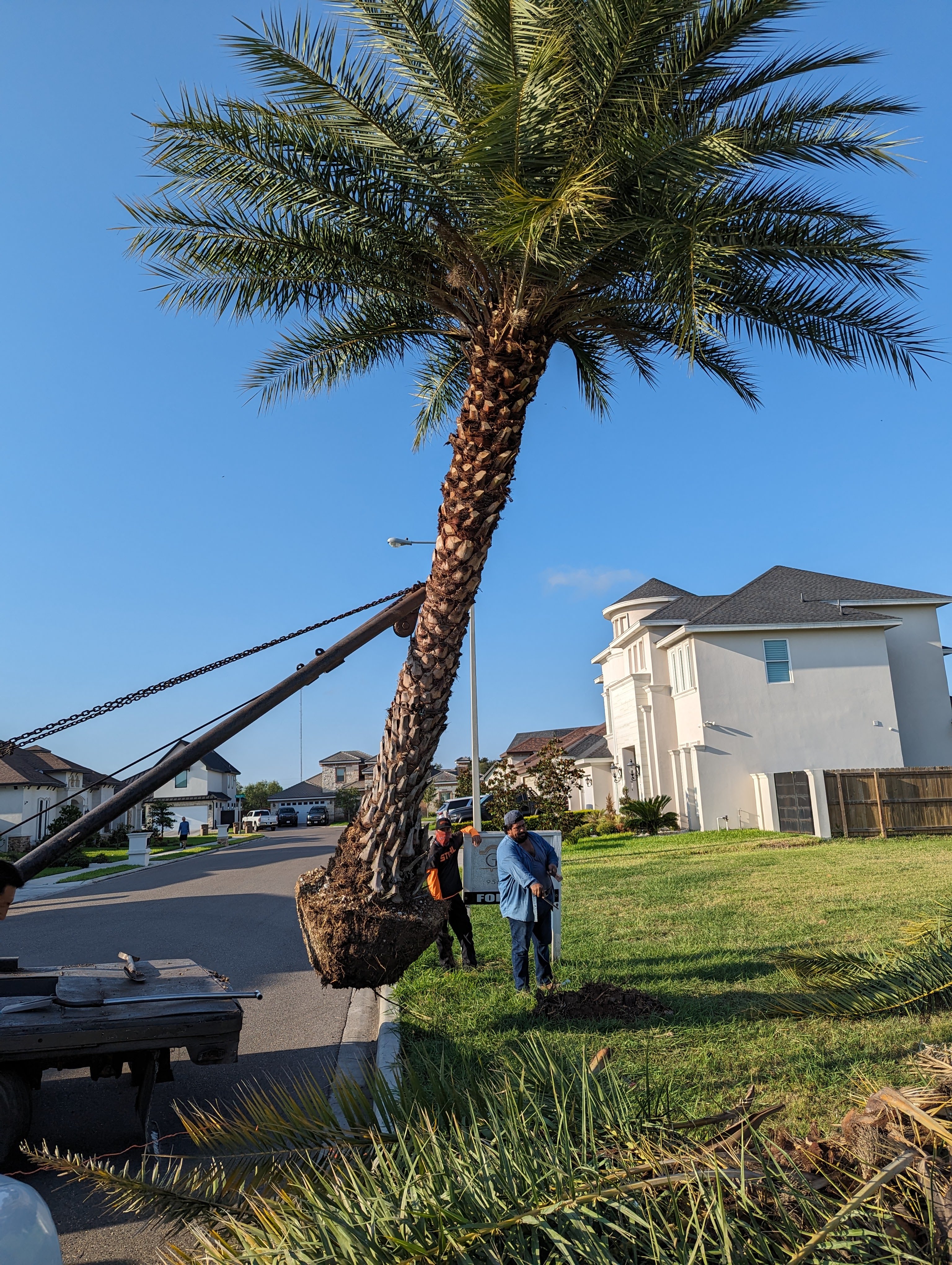 Professional palm tree relocation using crane equipment