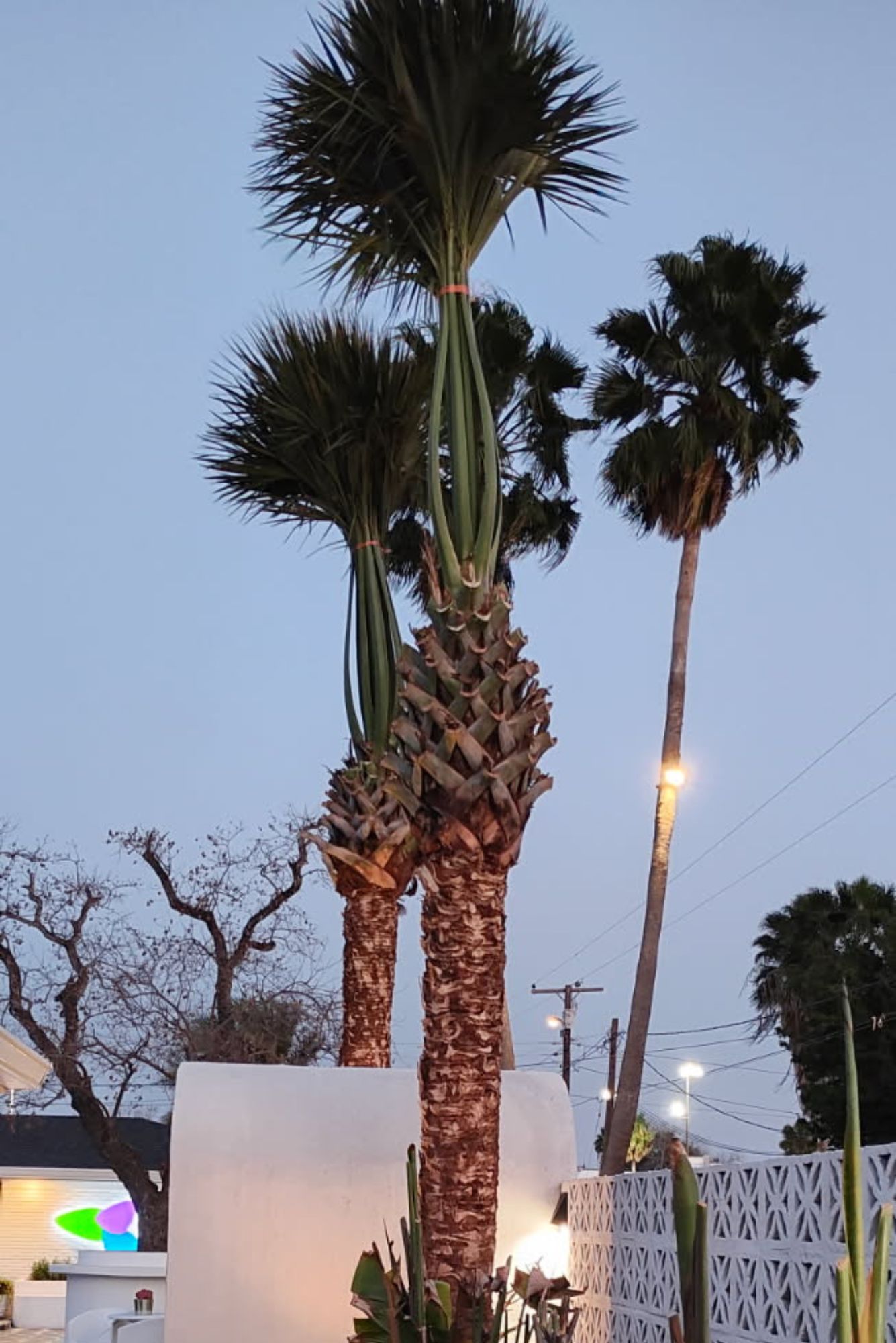 Well-maintained palm trees at dusk showing professional tree care