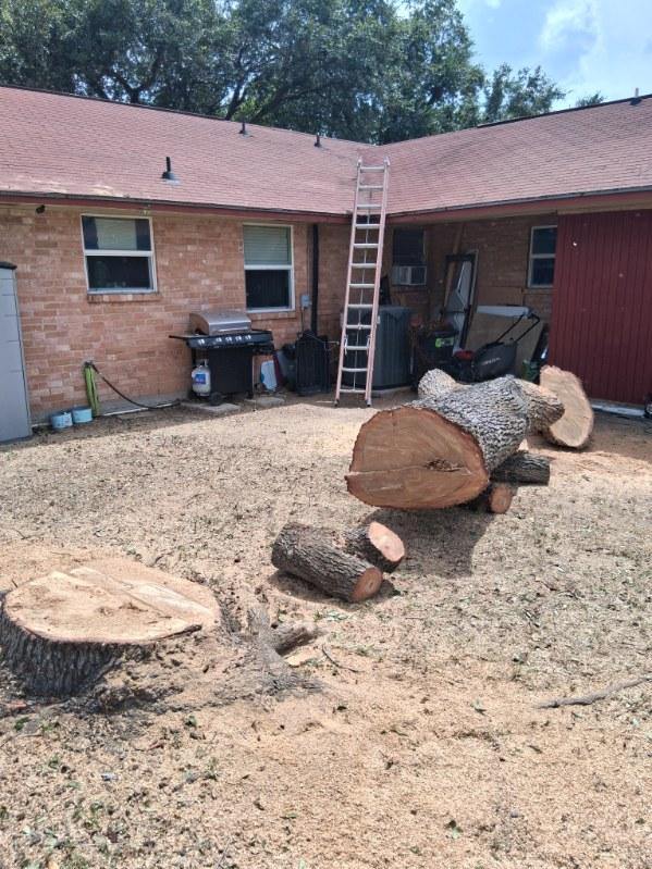 Tree removal preparation showing cut logs ready for stump grinding
