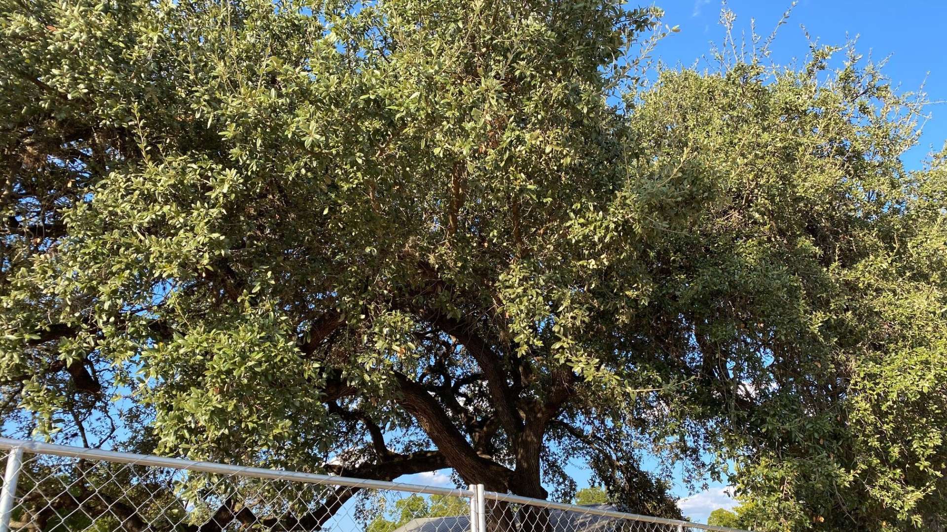 Overgrown tree requiring professional removal services