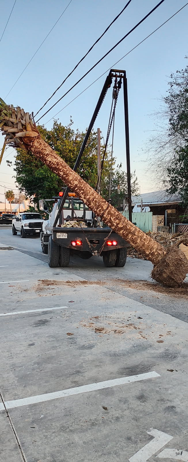 Professional tree removal with crane truck