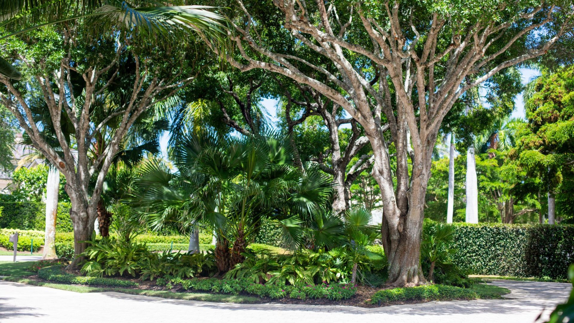Lush tropical landscape design